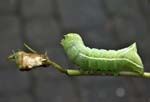 Copper Underwing Caterpillar Sheffield Garden