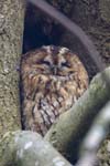 Tawny Owl Crosspool Sheffield