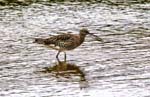 Curlew with Crab Blakeney Quay