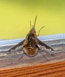 Dark-edged Bee-fly Sheffield Garden