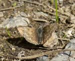 Dingy Skipper Coombs Dale