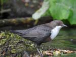 Dipper Dovedale