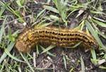 Drinker Moth Caterpillar Horsey