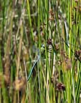 Male Emperor Dragonfly Ramsley Reservoir