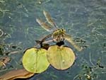 Emperor Dragonfly (Female) oviposting Harlow Carr