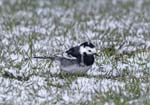 Pied Wagtail Endcliffe Park Sheffield