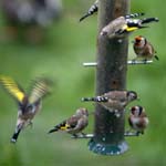Goldfinch Welney Wetland Centre Norfolk