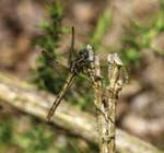 Female Keeled Skimmer Holt Country Park