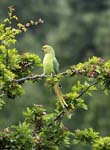 Female Ring-necked Parakeet Apperley Bridge
