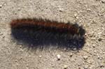 Fox Moth Caterpillar Froggatt Edge