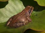 Frog Sheffield Garden