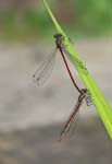 Large Red Damselflies in tandem - f. fulvipes Sheffield Garden