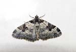 Garden Carpet Moth Sheffield