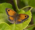 Female Gatekeeper Sheffield Garden