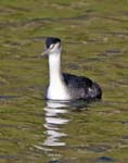 Great Crested Grebe (Winter plumage) Fishers Green Lee Valley Country Park