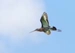 Black-tailed Godwit Nene Washes