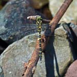 Golden-ringed Dragonfly Ashes Hollow Little Stretton