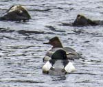 Male & Female Goosander River Aire at Rodley Leeds
