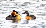 Great Crested Grebe & Chick Compton Verney