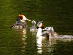 Great Crested Grebe & Chicks Compton Verney