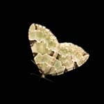 Green Carpet Moth Sheffield