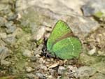 Green Hairstreak Coombs Dale