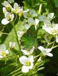 Green Hairstreak on Tall Rockcress Dovedale
