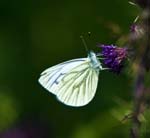 Green-veined White Ashes Hollow Little Stretton