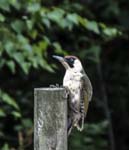 Green Woodpecker Pleasley Pit