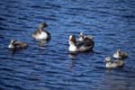 Greylag Geese Redmires Reservoir Sheffield
