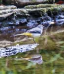 Grey Wagtail Craven Arms