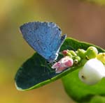 Holly Blue Sheffield Garden