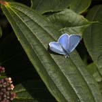 Holly Blue on Verbena Sheffield Botanical Gardens