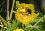 Honey & Garden Bees on Yellow Tree Peony Sheffield Botanical Gardens