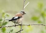 Juvenile Linnet Horsey