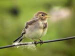 Juvenile Pied Wagtail Witherslack