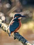 Kingfisher Rodley Nature Reserve Leeds