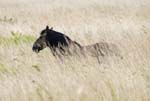 Konic Pony Hickling Broad