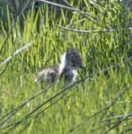 Lapwing Chick Redmires Conduit Sheffield