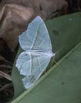 Light Emerald Moth Sheffield