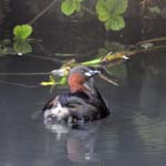 Little Grebe Cromford Canal