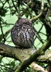 Little Owl Rodley Nature Reserve Leeds