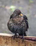 Male Blackbird (Stockamsel Variation) Sheffield Garden