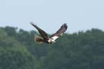 Marsh Harrier Hickling Broad