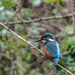 Male Kingfisher Endcliffe Park Sheffield