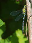 Male Common Hawker Dragonfly Sheffield Garden