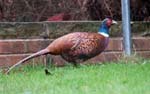 Male Pheasant Sheffield Garden