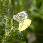 Mating Green-veined Whites Carsington Water