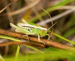Meadow Grasshopper Holkham