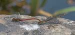 Large Red Damselflies in tandem - f. melanotum Sheffield Garden
